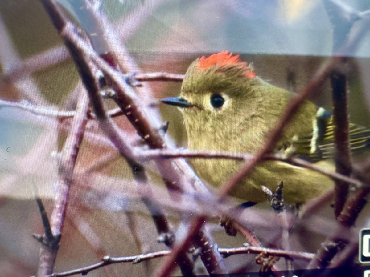 Ruby-crowned Kinglet - ML644494229