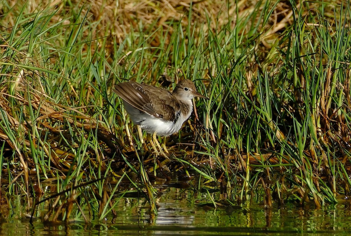 Spotted Sandpiper - ML644494231