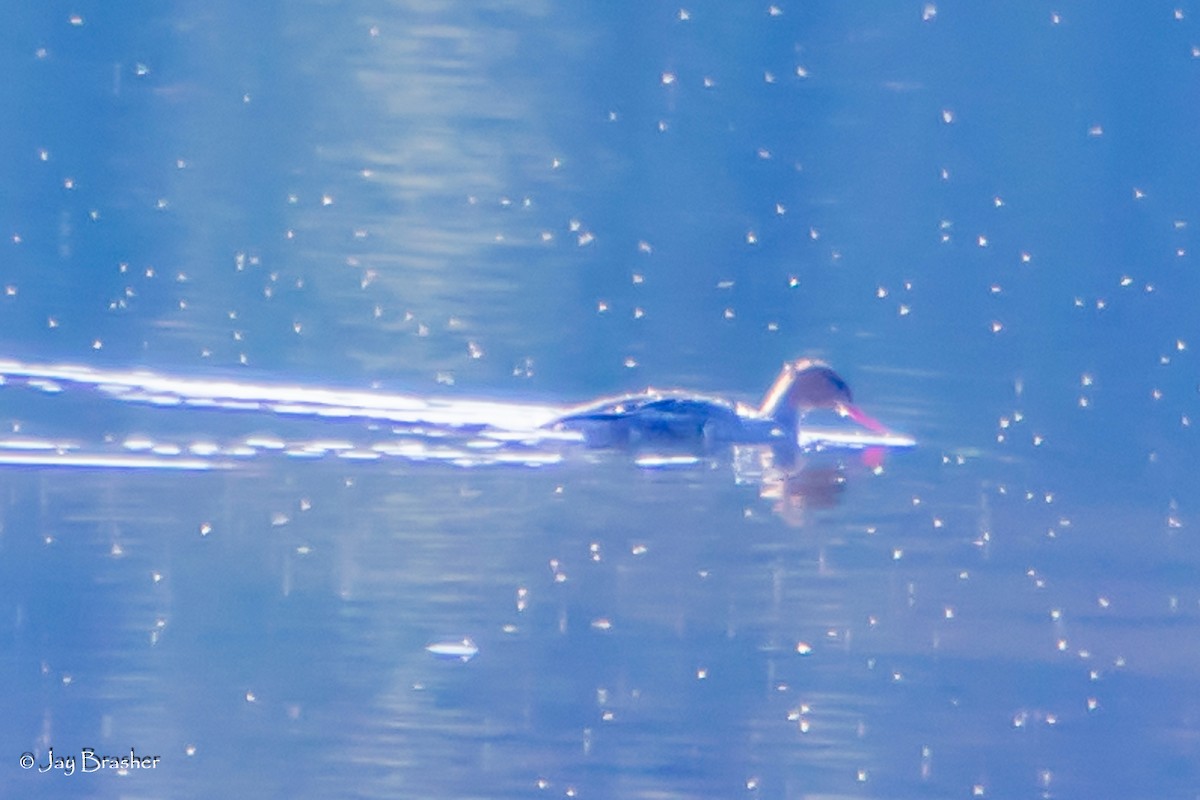 Harle huppé - ML644494232