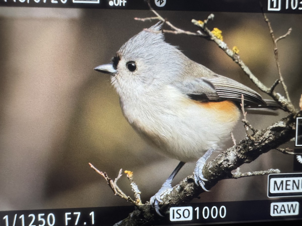 sýkora rezavoboká/černochocholatá - ML644494236