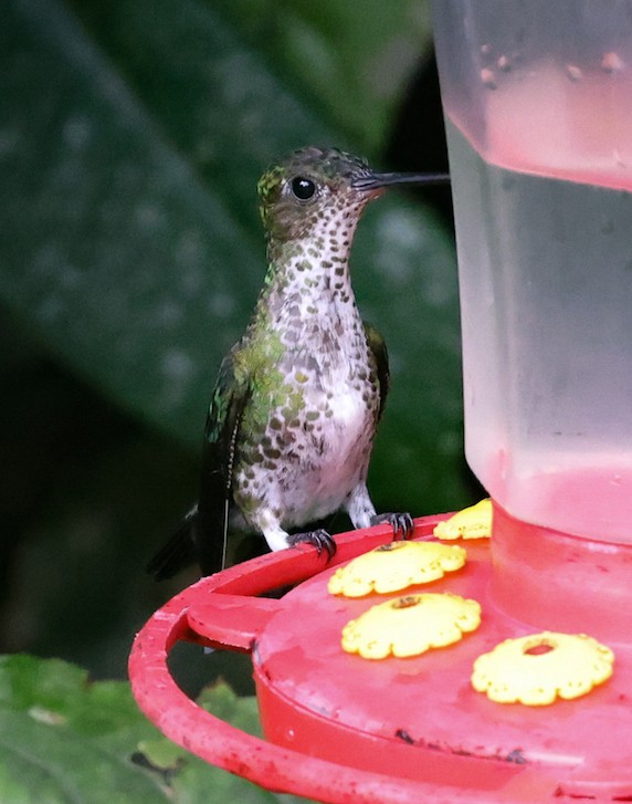 Tropfenkolibri - ML644494244