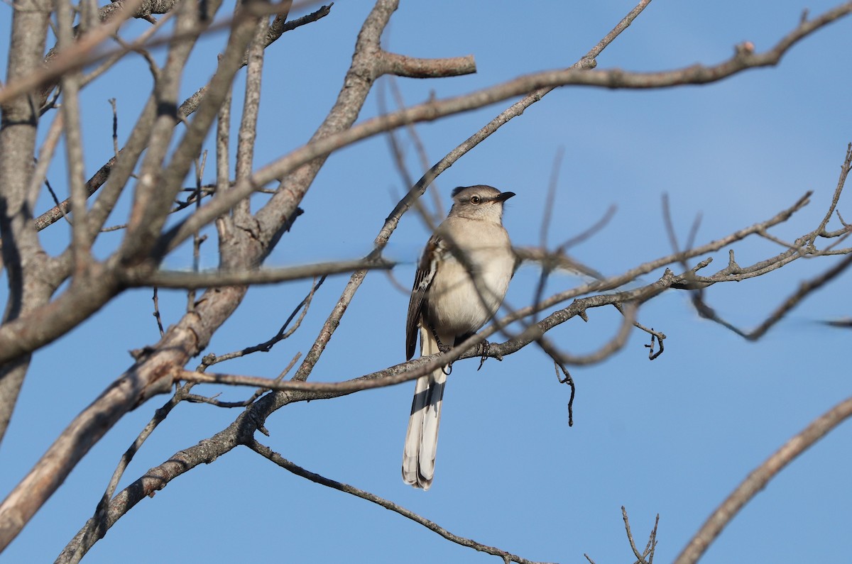 マネシツグミ - ML644494260