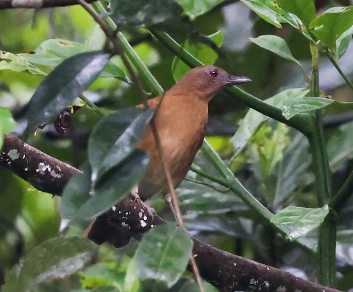Hauxwell's Thrush - ML644494275