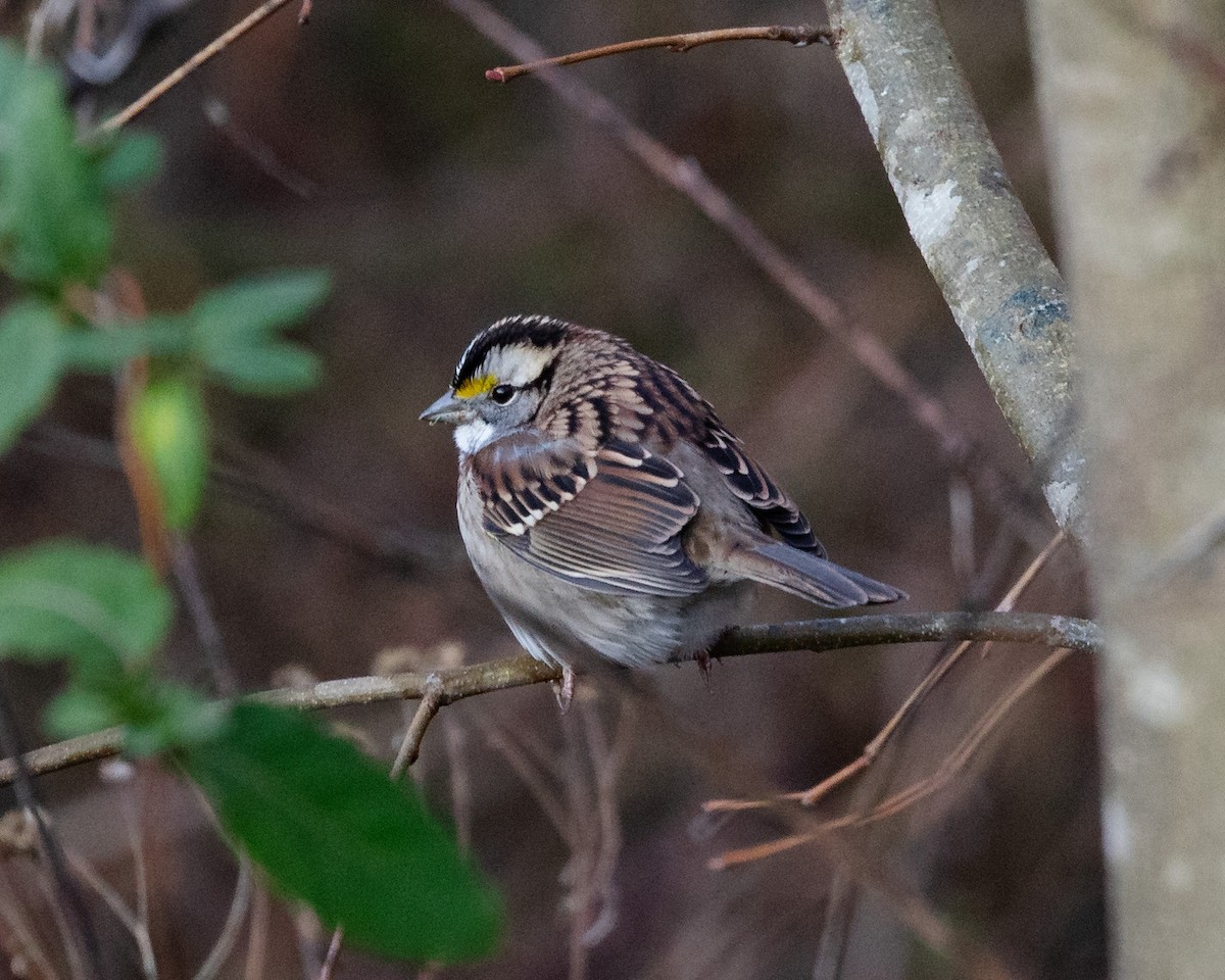 White-throated Sparrow - ML644494277