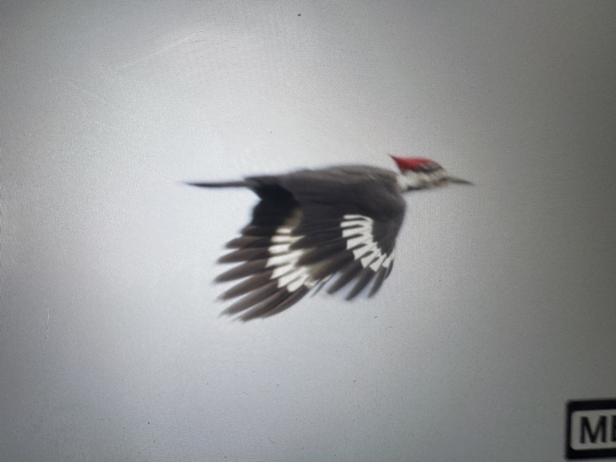 datel chocholatý - ML644494279