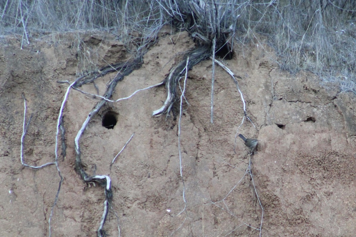 Troglodyte de Bewick - ML644494281