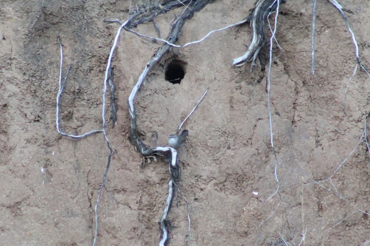 Troglodyte de Bewick - ML644494282