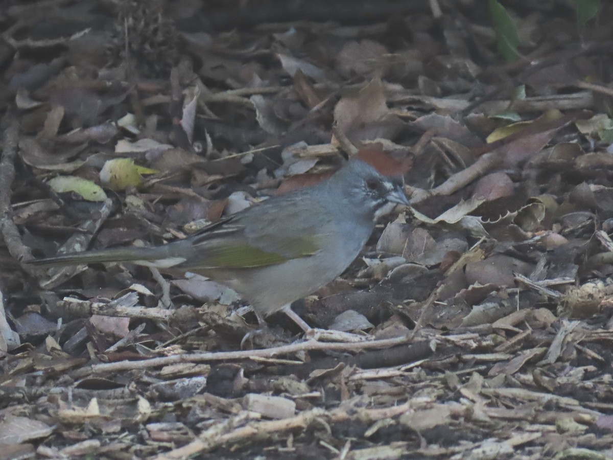 Green-tailed Towhee - ML644494285