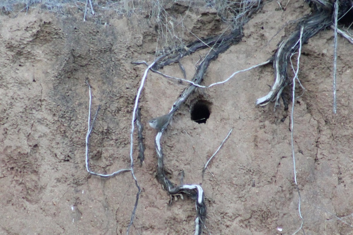 Troglodyte de Bewick - ML644494286