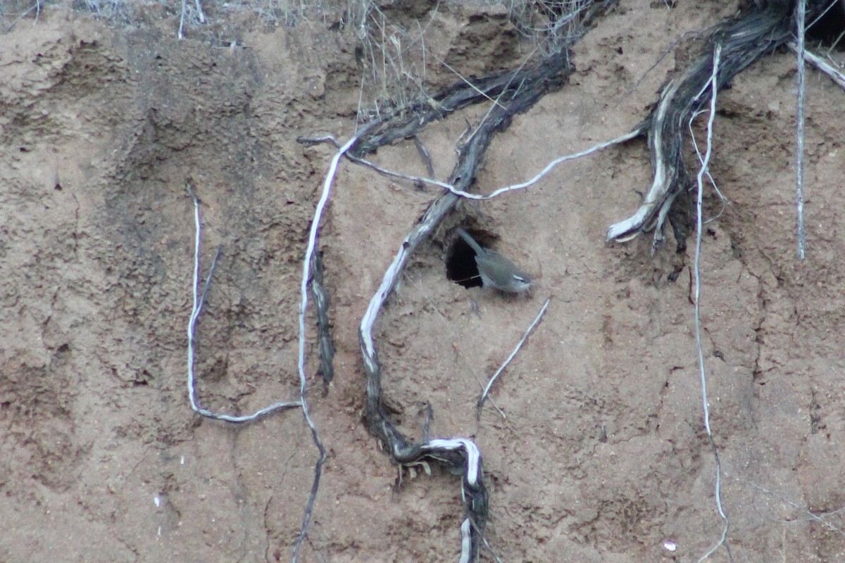 Troglodyte de Bewick - ML644494287