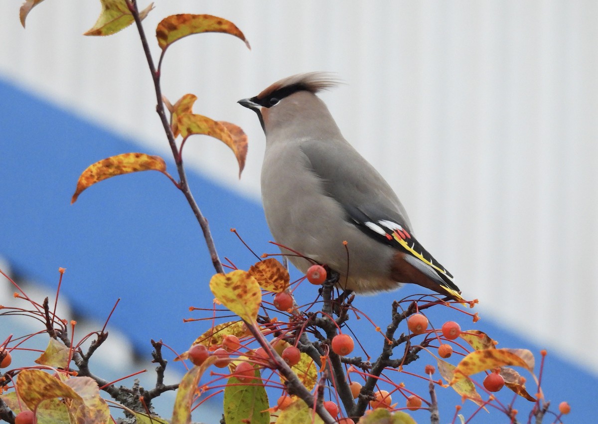黃連雀 - ML644494290