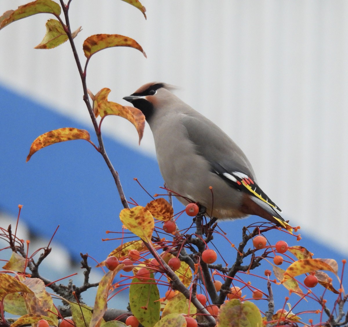 黃連雀 - ML644494291