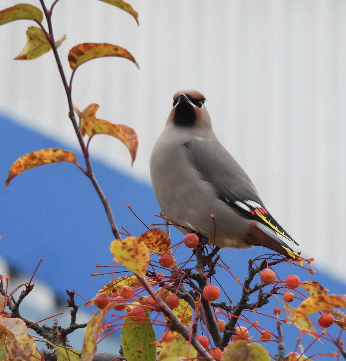 黃連雀 - ML644494292