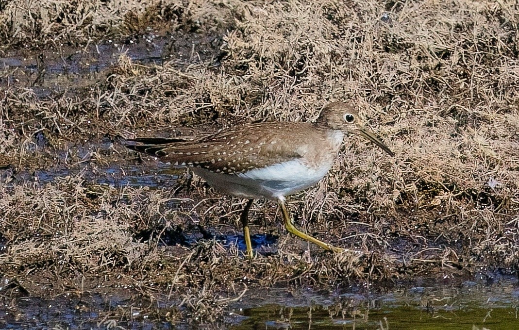 Esmer Düdükçün - ML644494293