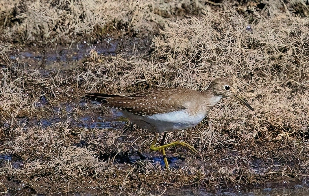 Esmer Düdükçün - ML644494294