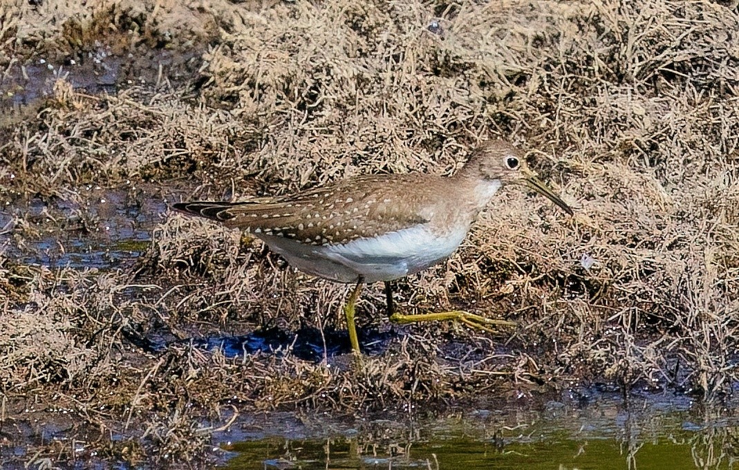 Esmer Düdükçün - ML644494295