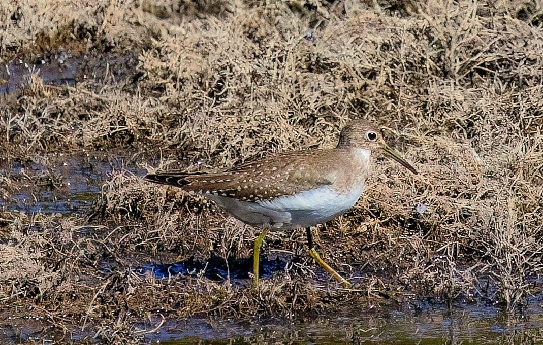 Solitary Sandpiper - ML644494297