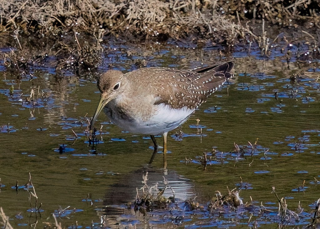 Esmer Düdükçün - ML644494298