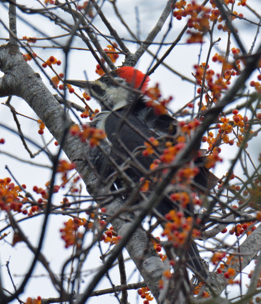 Kuzey Amerika Kara Ağaçkakanı - ML644494299