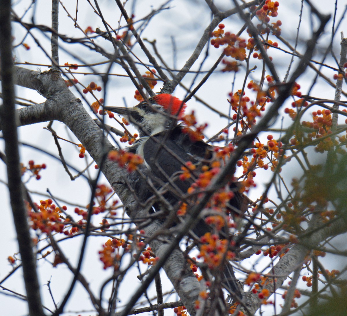 Kuzey Amerika Kara Ağaçkakanı - ML644494300