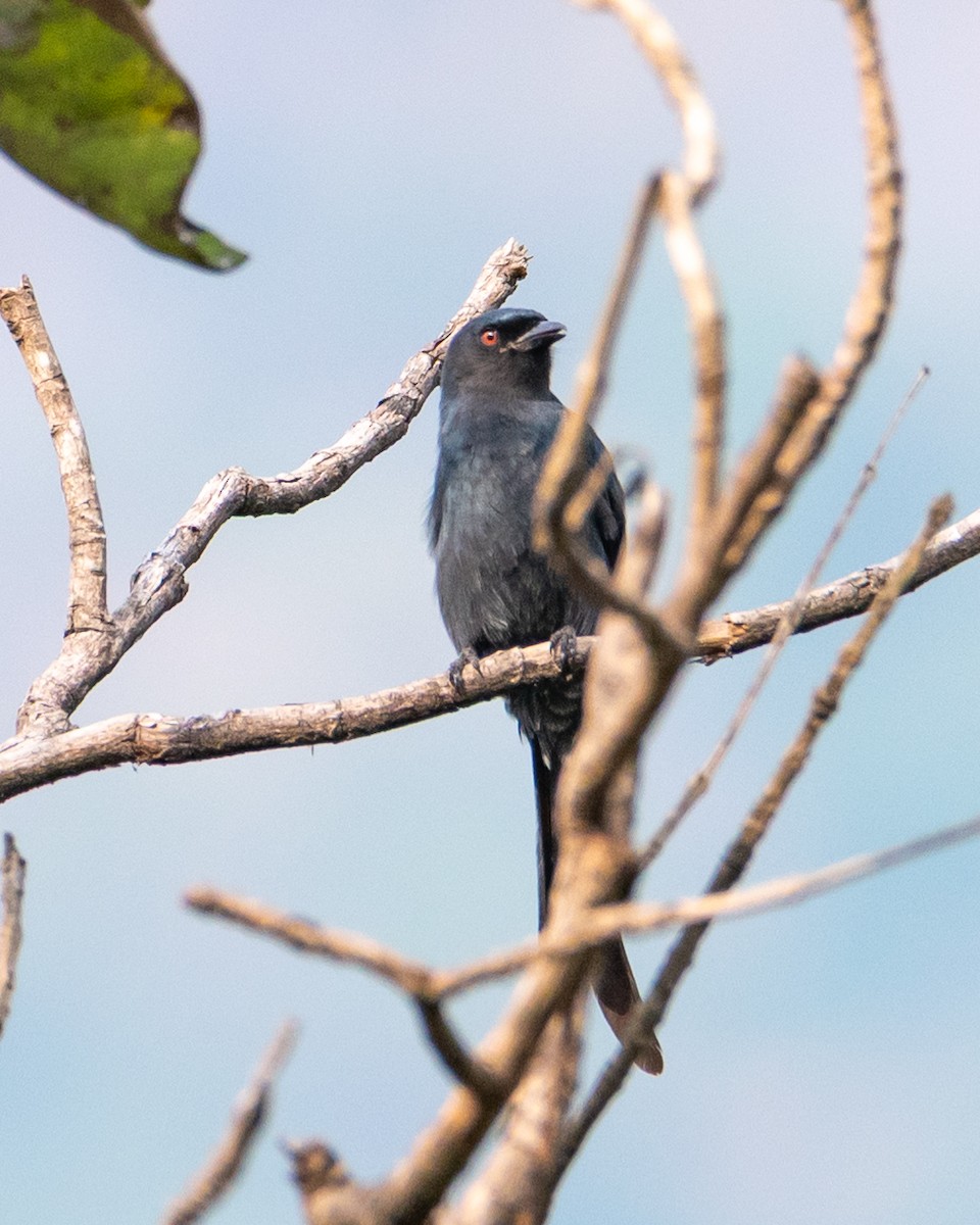 Kül Rengi Drongo - ML644494302