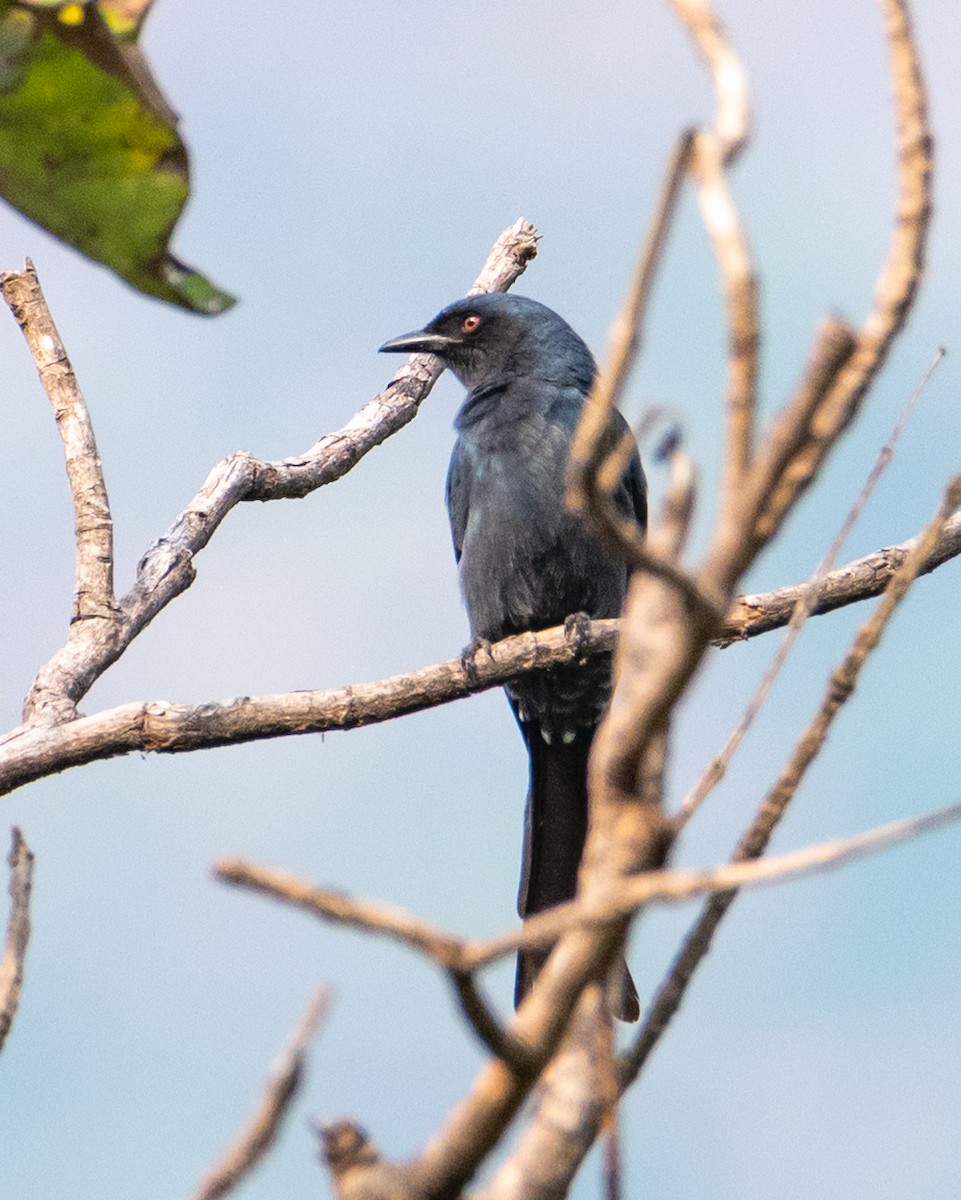 Kül Rengi Drongo - ML644494303