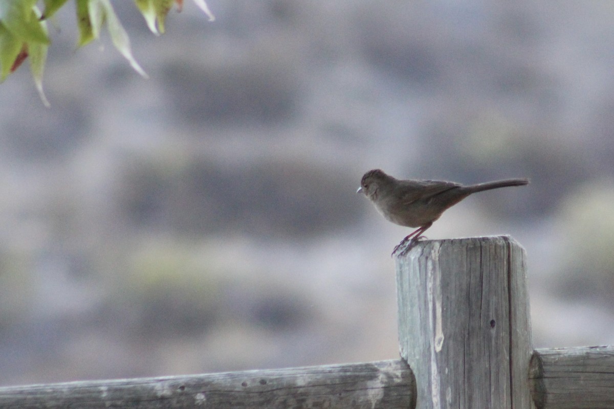 Kaliforniya Tovisi - ML644494305