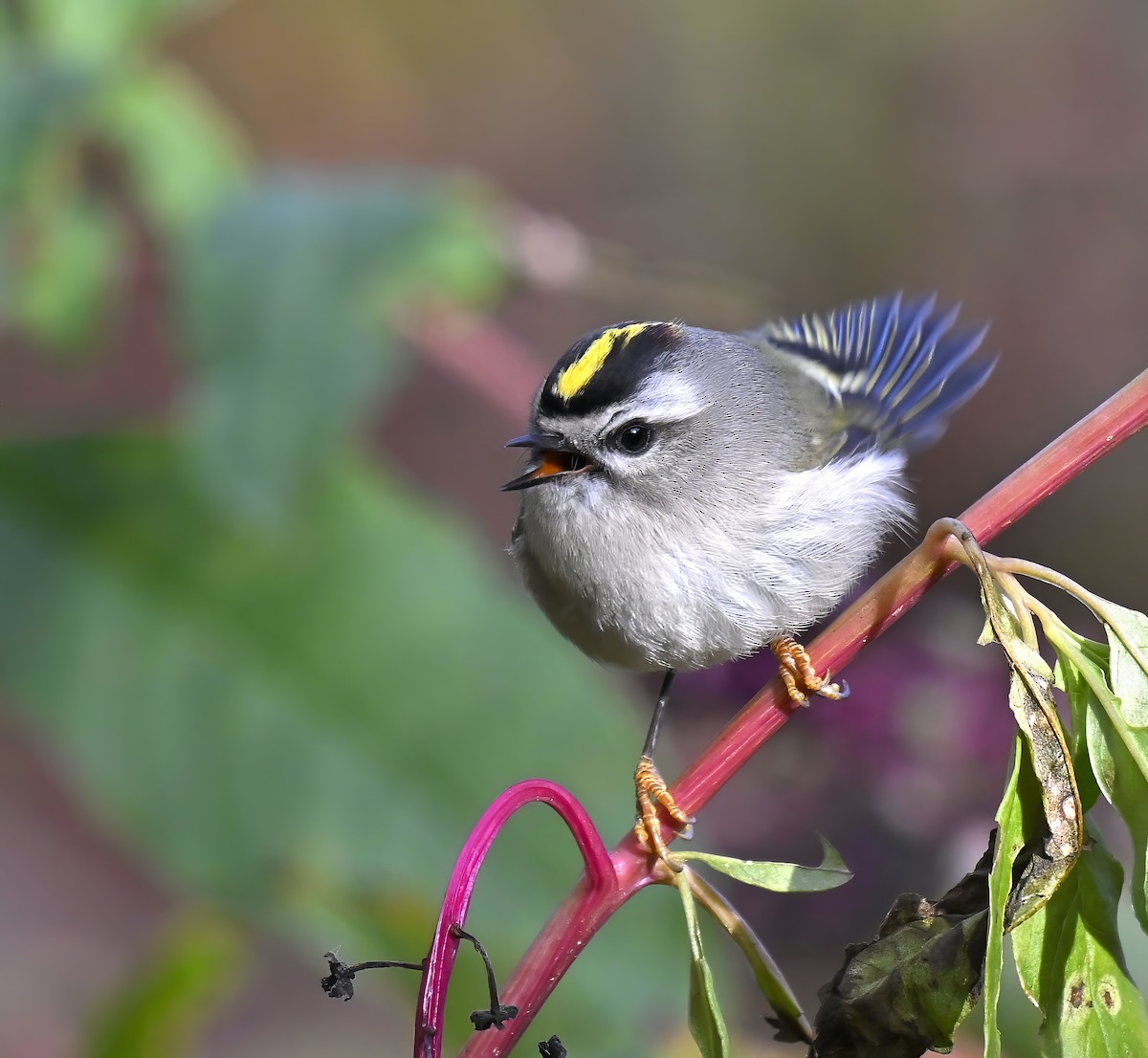 Sarı Taçlı Çalıkuşu - ML644494306