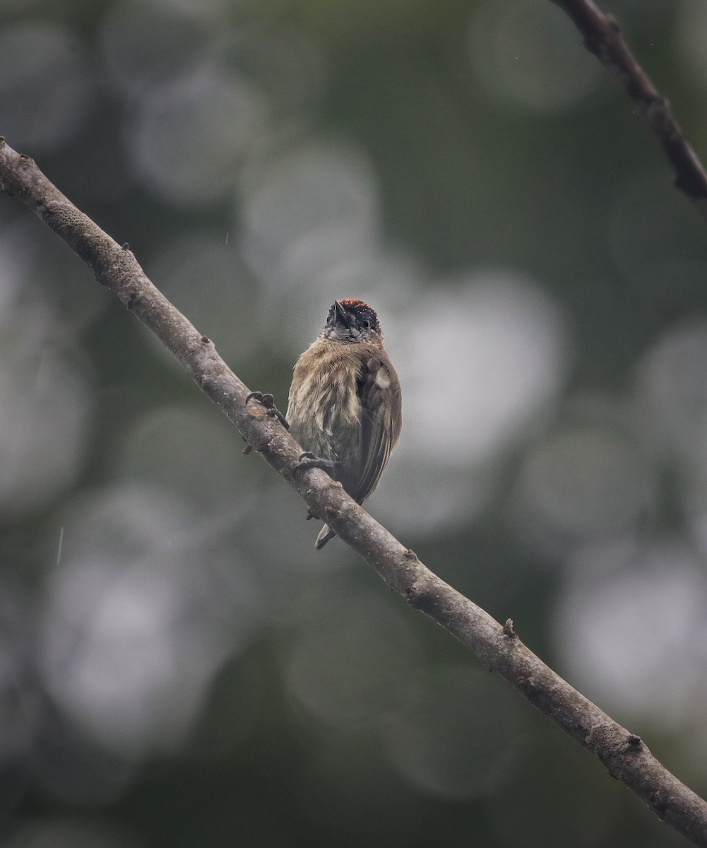 Zeytuni Kakancık - ML644494309