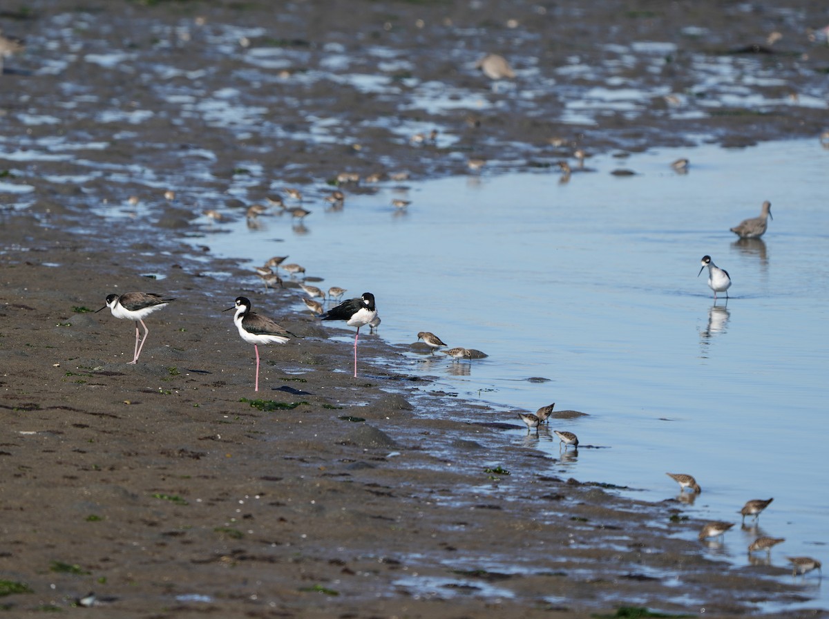 Maskeli Uzunbacak - ML644494311