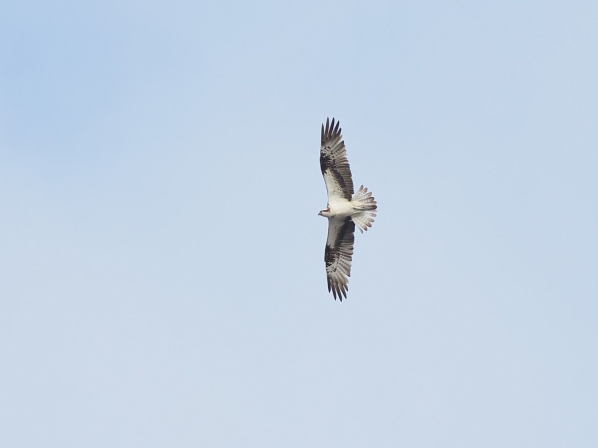 Balık Kartalı (haliaetus) - ML644494312