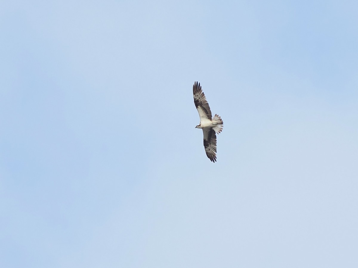 Balık Kartalı (haliaetus) - ML644494313