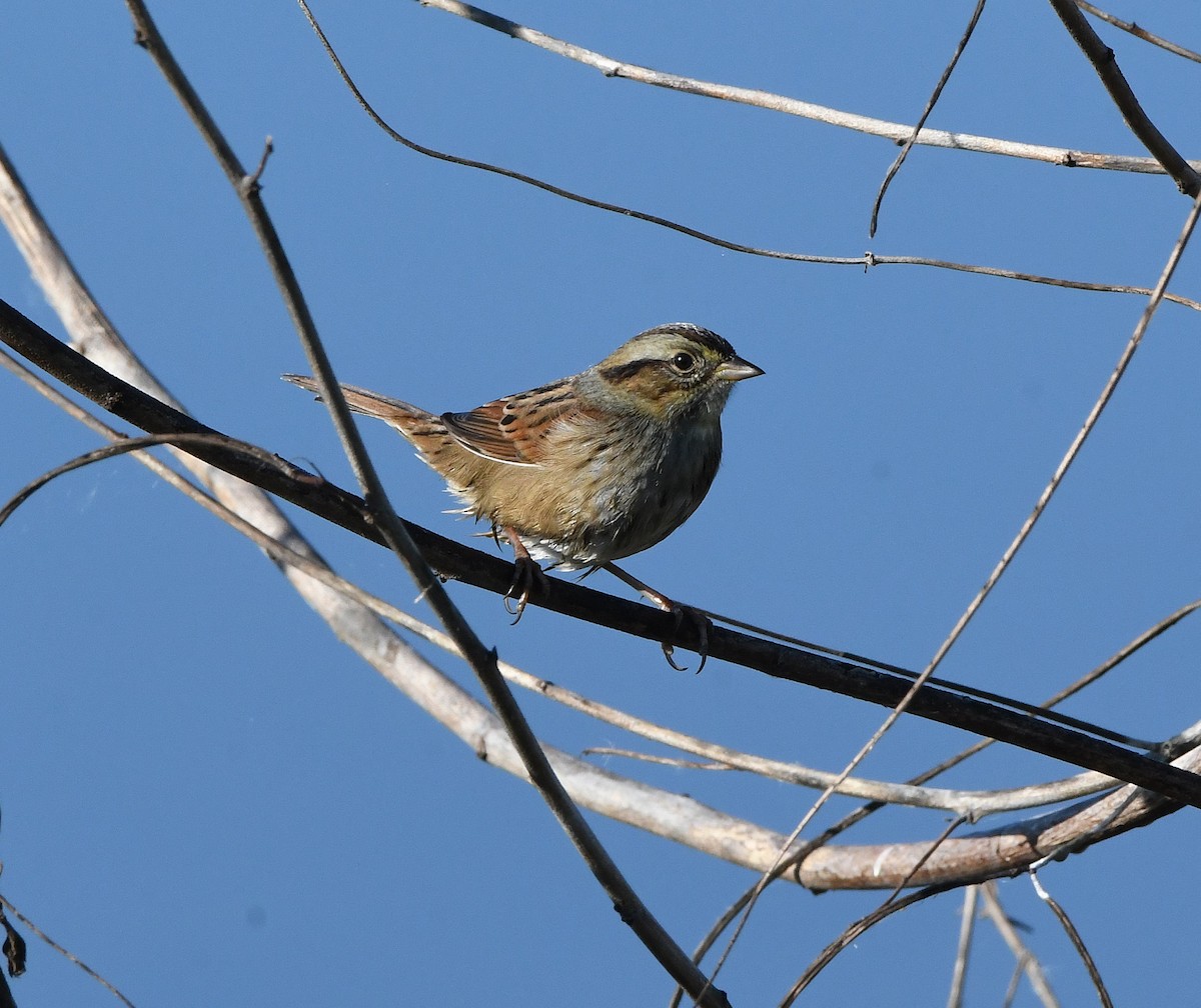 Bataklık Serçesi - ML644494315