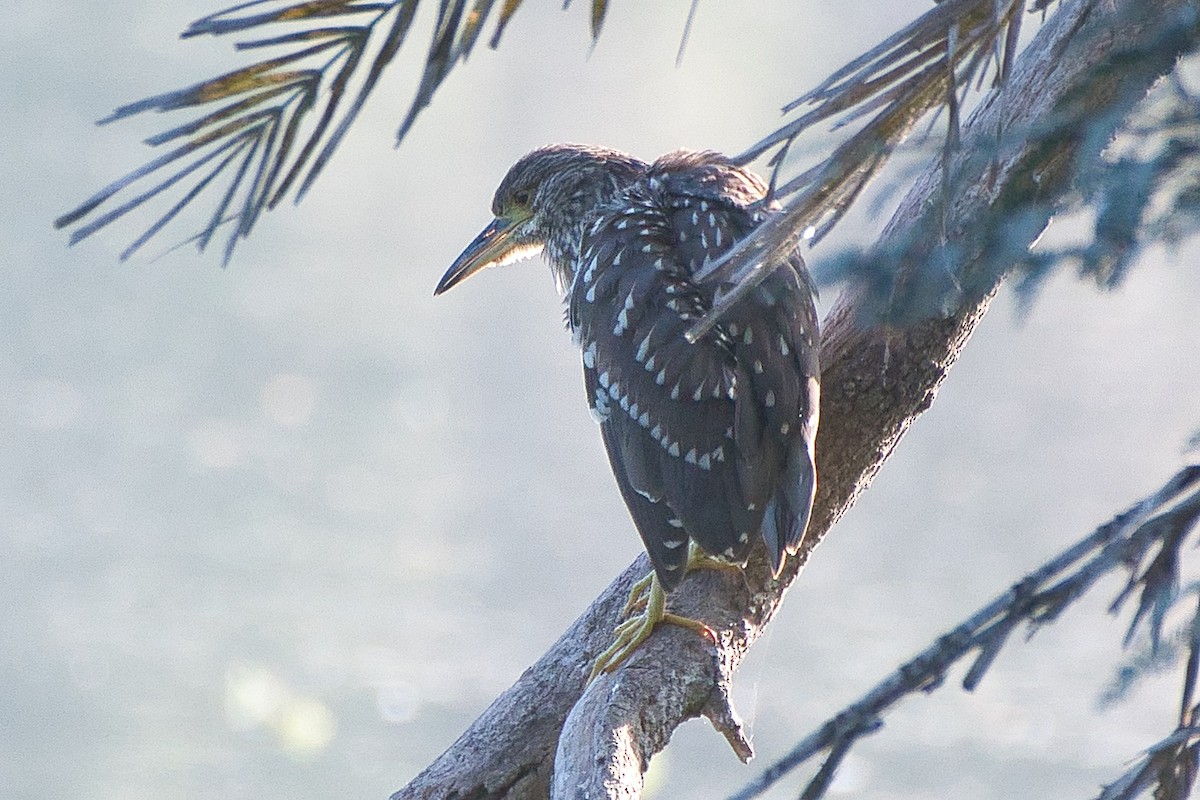 Gece Balıkçılı - ML644494316