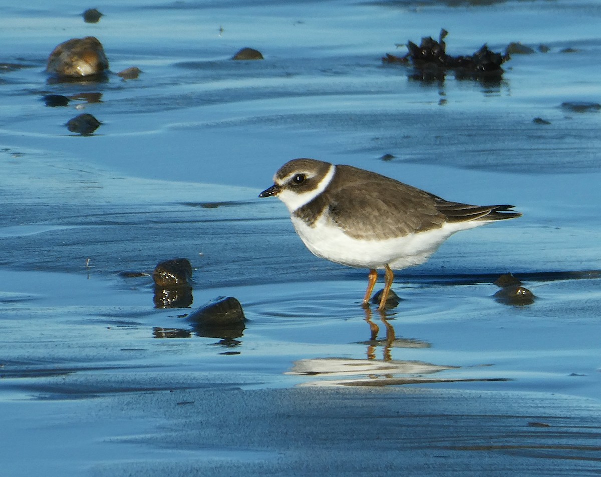 Perdeli Cılıbıt - ML644494317