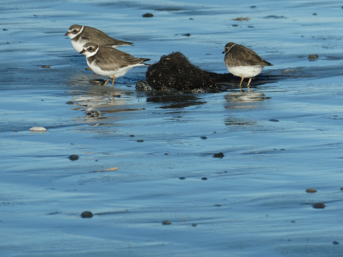 Perdeli Cılıbıt - ML644494319