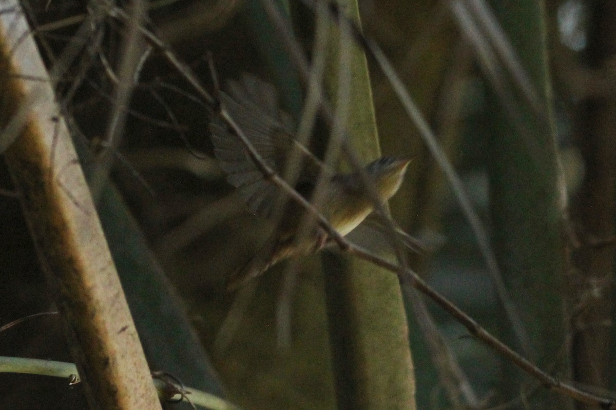 Ev Çıtkuşu - ML644494322