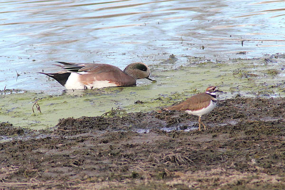 Çayır Cılıbıtı - ML644494323