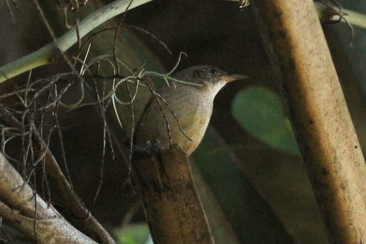 Ev Çıtkuşu - ML644494324