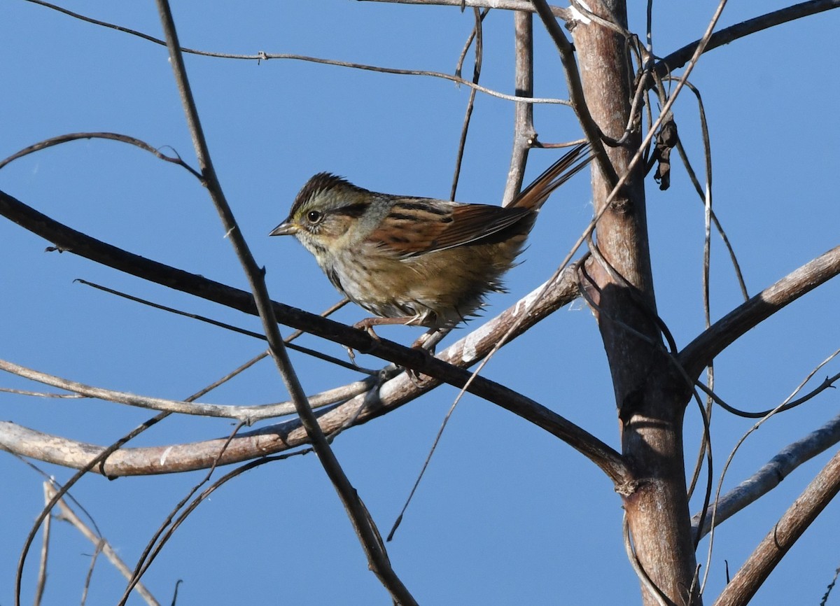 Bataklık Serçesi - ML644494325