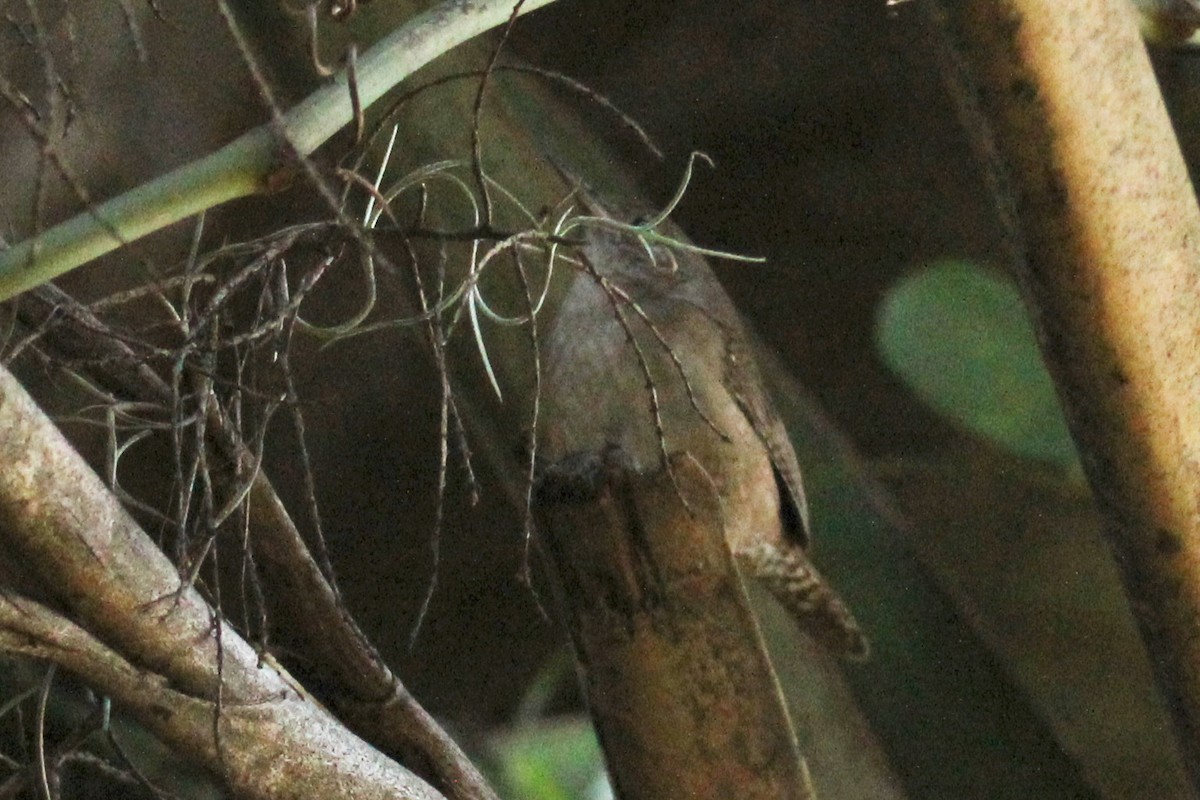 Ev Çıtkuşu - ML644494326