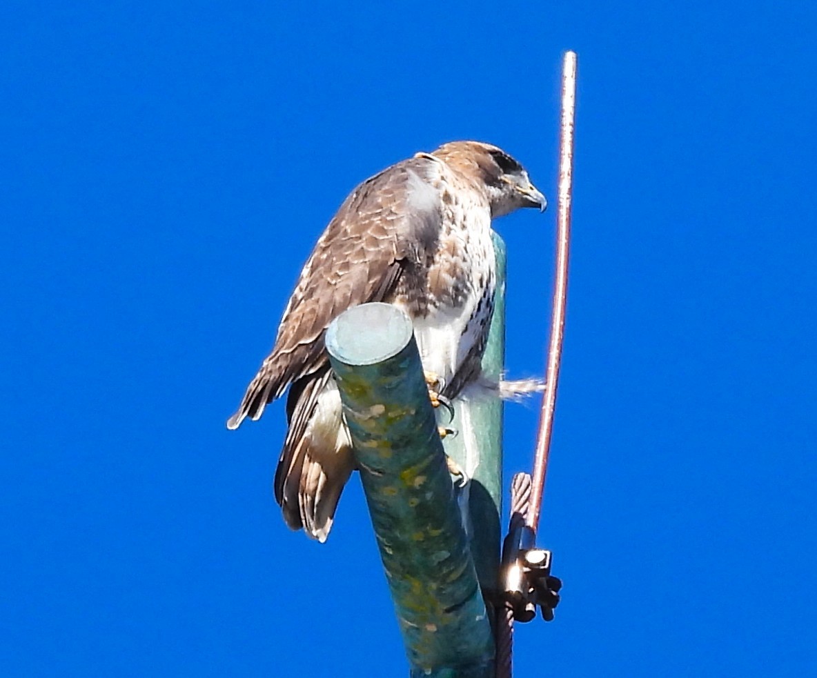 Kızıl Kuyruklu Şahin - ML644494327