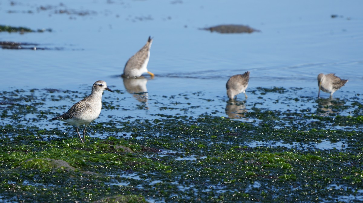 Kiebitzregenpfeifer - ML644494329