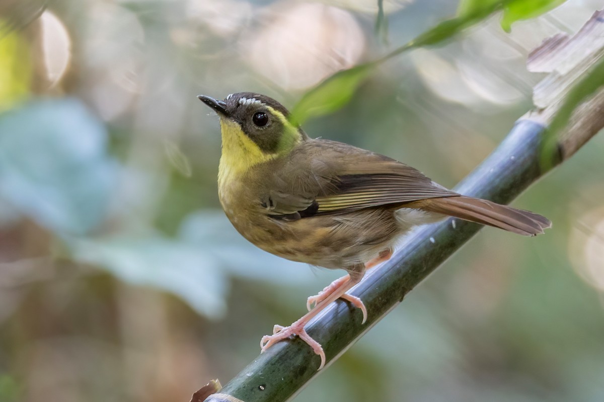 Yellow-throated Scrubwren - ML644494334