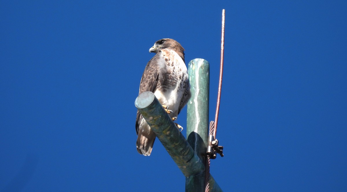 Red-tailed Hawk - ML644494336