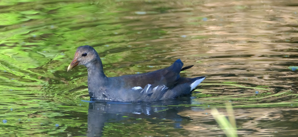 Common Gallinule - ML644494338