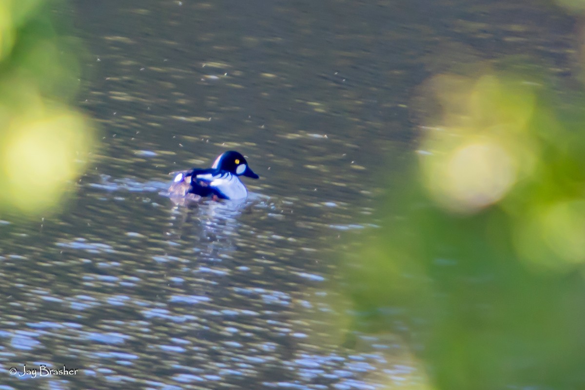 Common Goldeneye - ML644494340