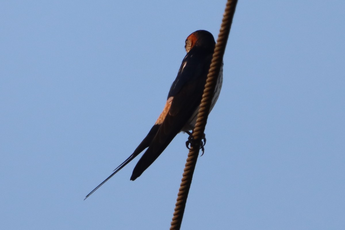 東方金腰燕 - ML644494356