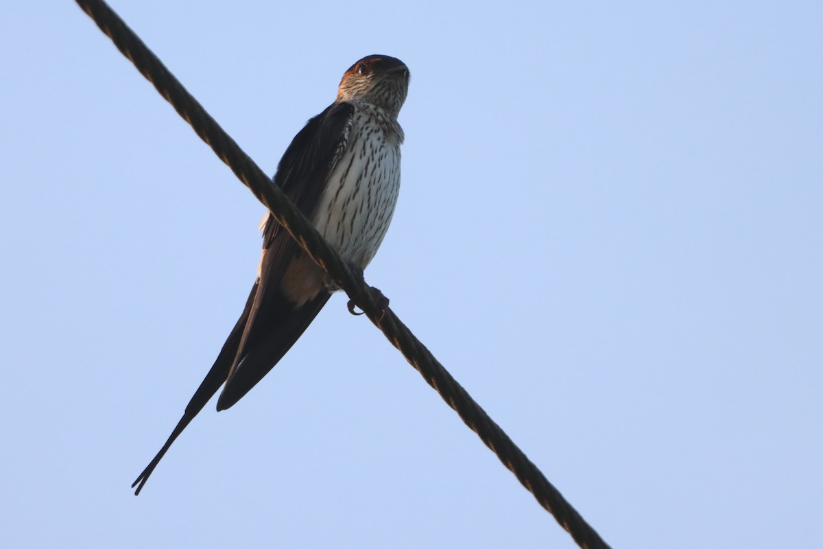 東方金腰燕 - ML644494357