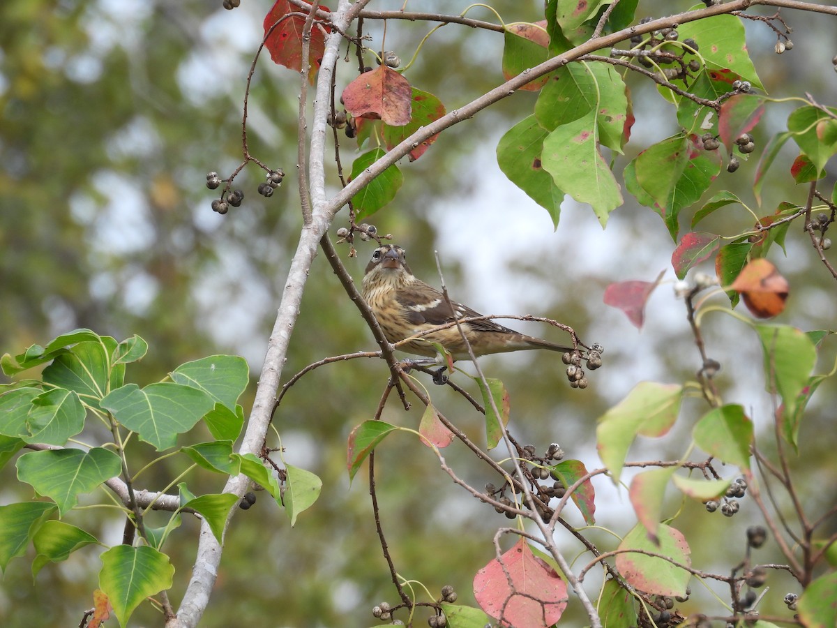 Rose-breasted Grosbeak - ML644494359